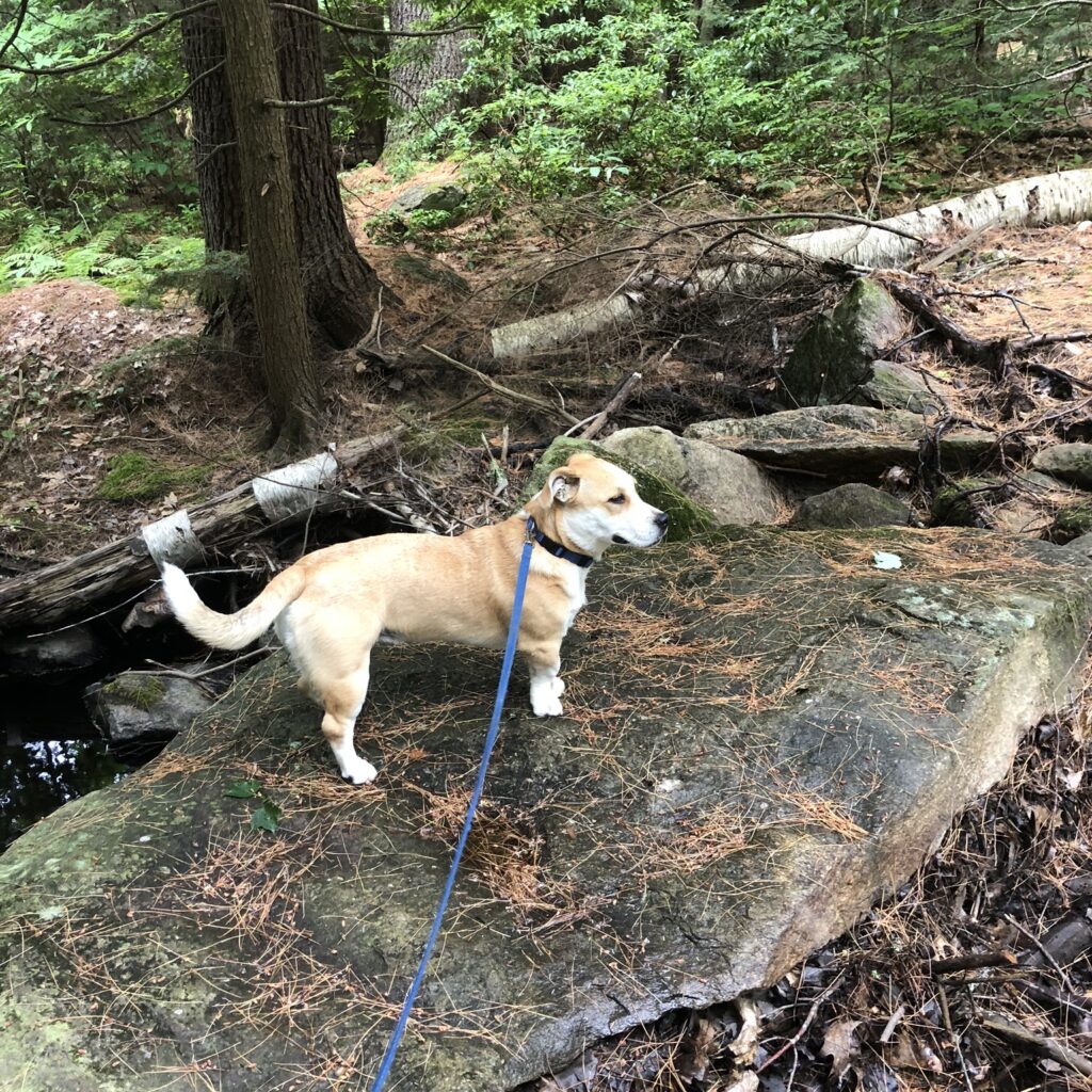 Cora's Zone Dog Boarding Trail Walks